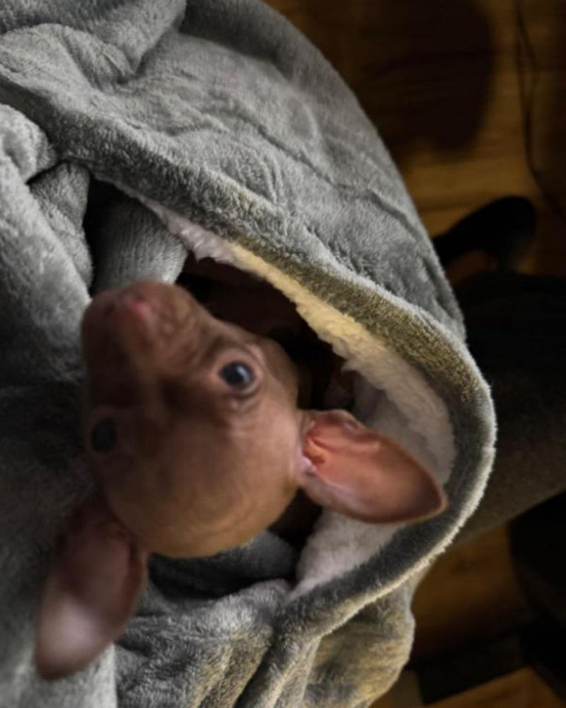 Ava Wilson review image